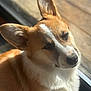 Akira participe au concours pour gagner de l'argent avec cette photo : animal, brown, canine, close_up, corgi, cute, dog, domestic, ears, fur, indoor, mammal, pet, portrait, relaxed, sleepy, sunlight, whiskers, white, window