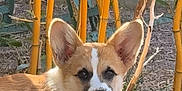 Akira participe au concours pour gagner de l'argent avec cette photo : animal, bamboo, brown, canine, corgi, cute, dog, ear, fur, garden, grass, leaf, nature, outdoor, pet, plant, pot, puppy, sunlight, white