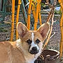 animal, bamboo, brown, canine, corgi, cute, dog, ear, fur, garden, grass, leaf, nature, outdoor, pet, plant, pot, puppy, sunlight, white