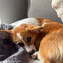 Akira participe au concours pour gagner de l'argent avec cette photo : animal, blanket, brown, canine, corgi, couch, cozy, cute, dog, fur, home, indoors, paw, pet, relaxing, resting, sleeping, snuggled, soft, white