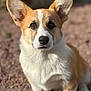 animal, brown, close_up, corgi, cute, dog, ears, eyes, face, fur, gravel, nose, outdoor, pet, portrait, puppy, sitting, sunlight, white, young