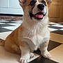Akira participe au concours pour gagner de l'argent avec cette photo : animal, black_and_white_floor, companion, corgi, cute, dog, domestic, ears_up, floor, friendly, fur, happy, indoor, kitchen, pet, puppy, sitting, small_dog, tongue_out, young
