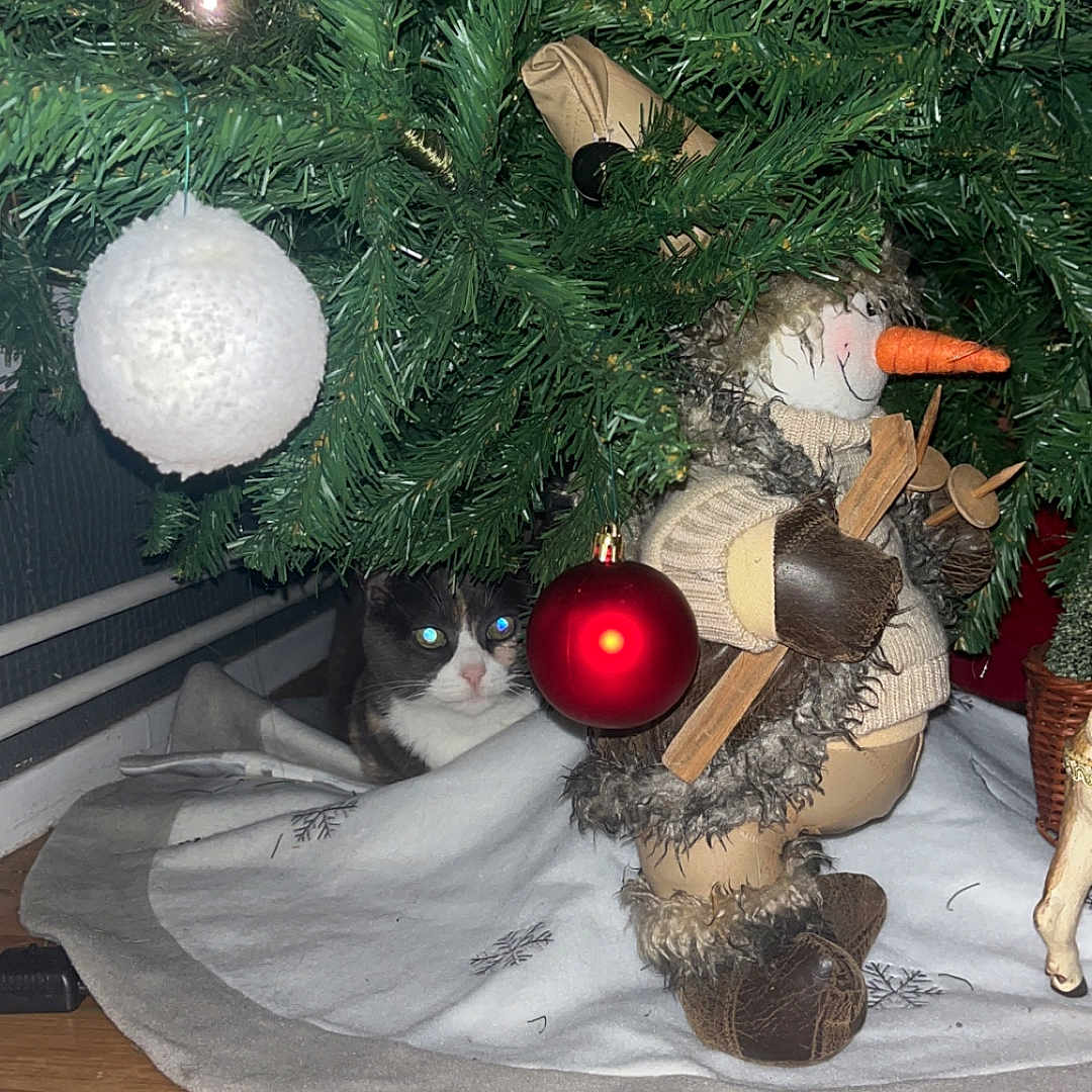 Mimine a rejoint le concours — aidez-le/la à gagner de superbes lots ! animal, cat, celebration, christmas, christmas_tree, curious, decorative, festive, greenery, holiday_decor, holiday_season, indoor, ornament, pet, pine_needles, red_ball, snowman_decoration, tree_skirt, winter, wood_floor