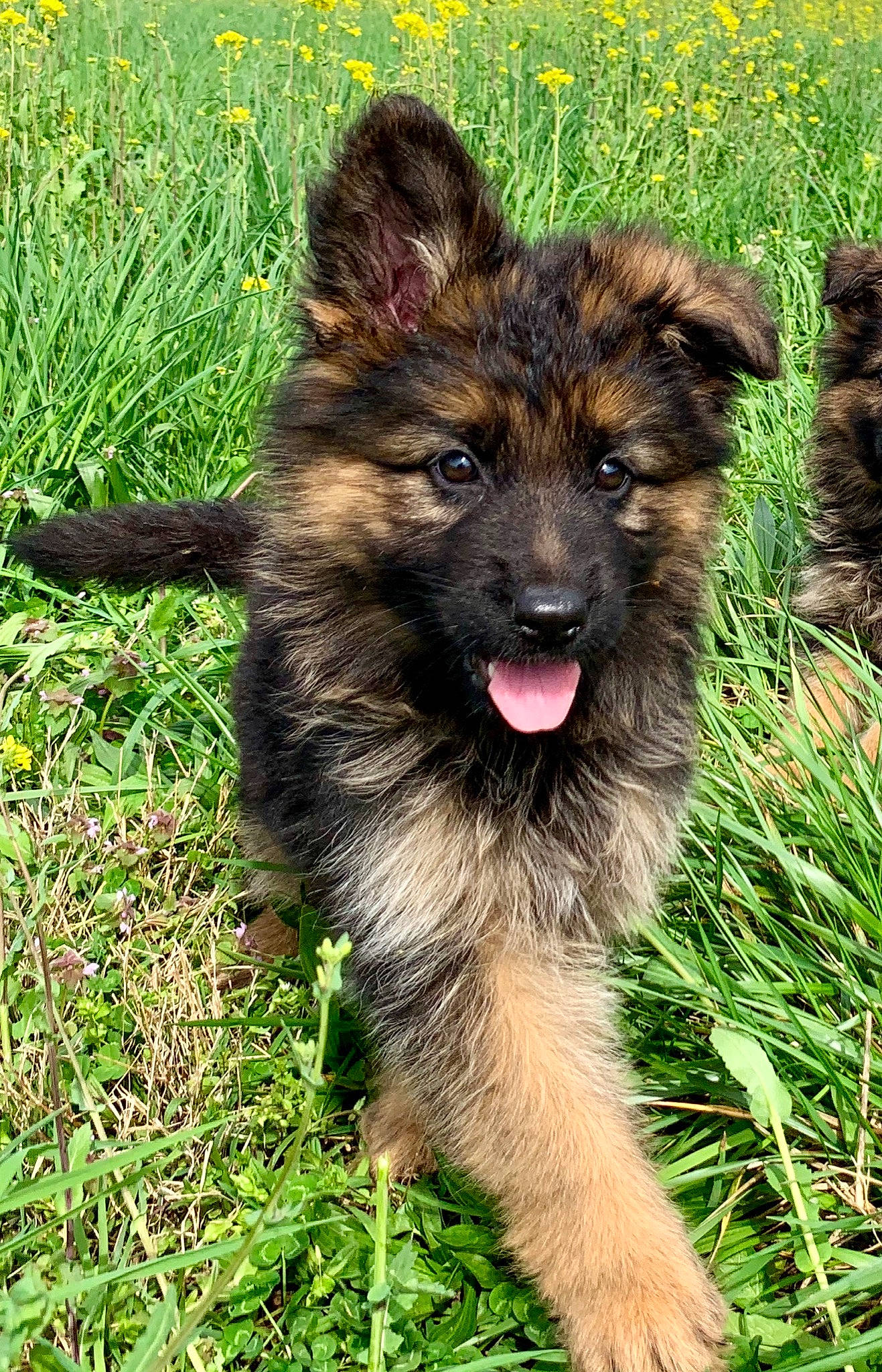 Axel is registered to the contest to win money with this photo: canidae, carnivore, companion_dog, dog, dog_breed, east_european_shepherd, event, fawn, fur, german_shepherd_dog, grass, herding_dog, king_shepherd, old_german_shepherd_dog, plant, snout, sporting_group, terrestrial_animal, tervuren, working_dog