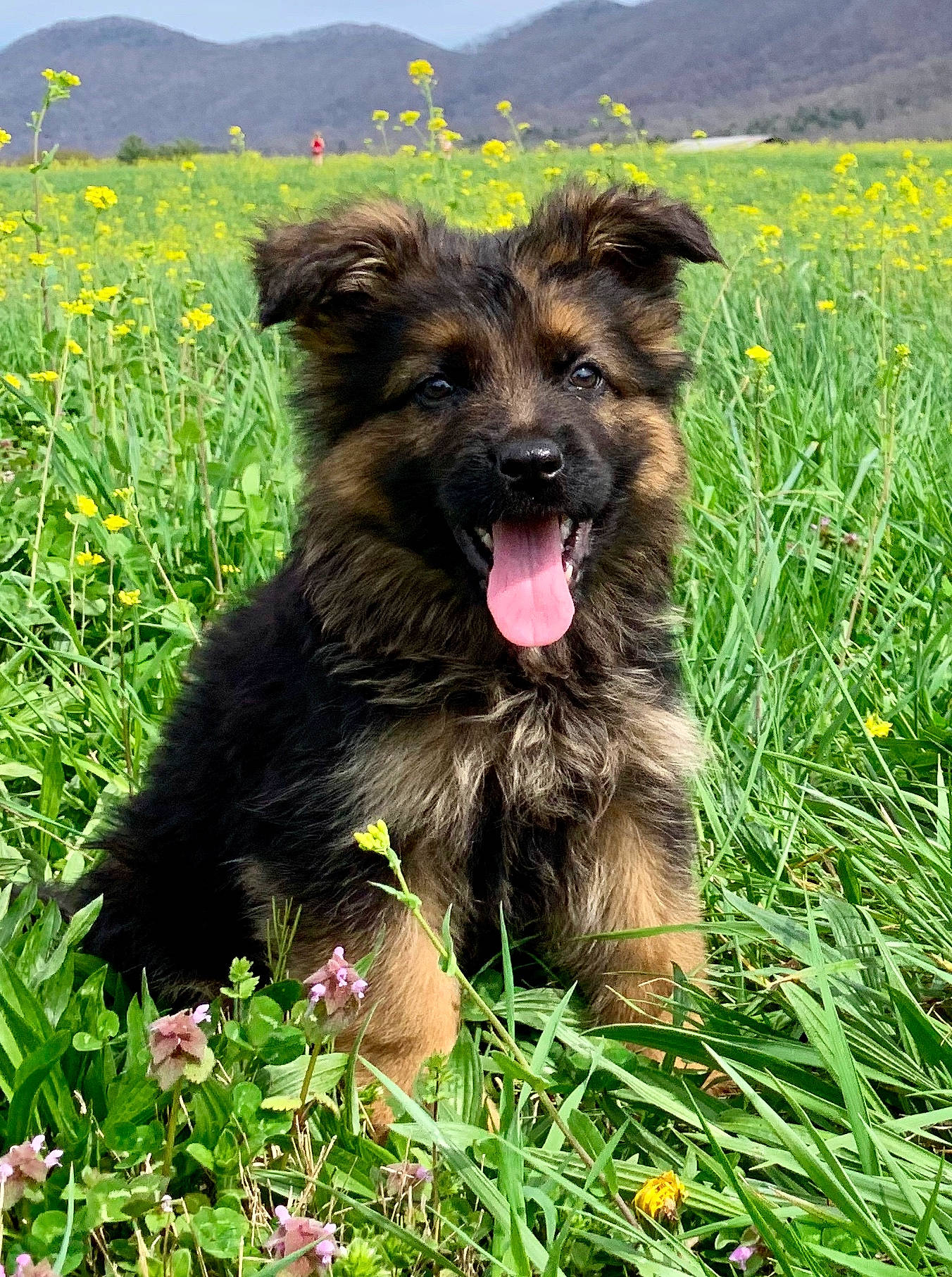 Anna is registered to the contest to win money with this photo: canidae, carnivore, companion_dog, dog, dog_breed, fawn, flower, grass, grassland, green, landscape, mountain, plant, sky, small_terrier, snout, sporting_group, terrier, water_dog, working_animal