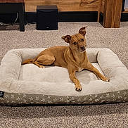 Remi joined the competition — help win amazing prizes! dog, dog_bed, carpet, brown_dog, pet, indoor, floor, wooden_furniture, plush_bed, resting, animal, canine, cozy, relaxed, head_tilt, ears_up, looking_at_camera, living_room, homedecor, furniture