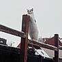 cat, snow, wooden_fence, winter, outdoor, animal, urban, building, sky, gray_spots, standing, pet, quiet, fence_post, cold, daytime, nature, alert, quiet_moment, residential_area