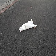 Snickers a rejoint le concours — aidez-le/la à gagner de superbes lots ! cat, white_cat, road, asphalt, outdoor, animal, pet, relaxed, lying_down, street, sidewalk, curb, grass, nature, quiet, daytime, fur, tail, whiskers, paws