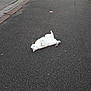 cat, white_cat, road, asphalt, outdoor, animal, pet, relaxed, lying_down, street, sidewalk, curb, grass, nature, quiet, daytime, fur, tail, whiskers, paws