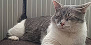 Bounty a rejoint le concours — aidez-le/la à gagner de superbes lots ! cat, gray_and_white, domestic_cat, resting, sleeping, indoor, radiator, blanket, feline, pet, cozy, relaxed, fur, paw, window, home, animal, mammal, whiskers, tail