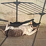 Bounty a rejoint le concours — aidez-le/la à gagner de superbes lots ! cat, animal, stretching, sunlight, shadow, concrete, wall, outdoor, relaxed, paw, feline, striped, resting, daylight, nature, pet, mammal, playful, warm, sunshine
