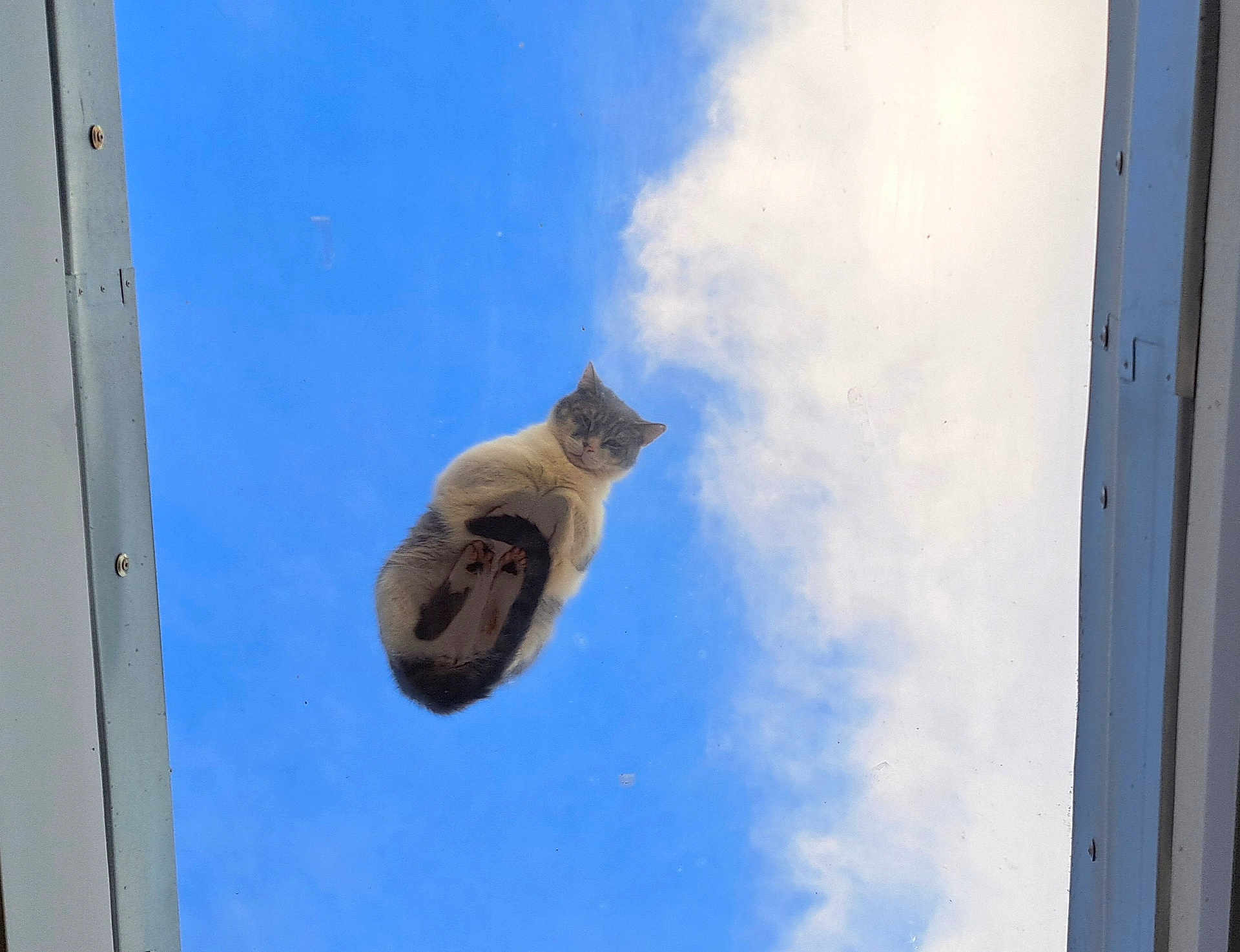 Bounty participe au concours pour gagner de l'argent avec cette photo : cat, sky, clouds, glass_surface, animal, pet, outdoor, feline, white_and_gray, paws, looking_down, window_frame, blue_sky, fluffy, cute, funny_perspective, animal_portrait, daylight, nature, curious