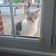 Bounty participe au concours pour gagner de l'argent avec cette photo : cat, window, brick_pillar, pavement, outdoor, white_fur, gray_fur, curious, animal, pet, looking, glass, daylight, person, walking, suburban, building, curtain, window_frame, outdoor_scene