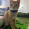 cat, kitten, orange_tabby, collar, pet_tag, bed, green_bedspread, mirror, reflection, vanity_table, indoor, feline, curious, young_cat, domestic_cat, whiskers, ears, paw, soft_lighting, cozy_room