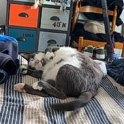 Merdeux a rejoint le concours — aidez-le/la à gagner de superbes lots ! cat, bed, striped_bedspread, chair, drawer, dreamcatcher, helmet, shoes, furniture, indoor, sleeping_cat, relaxing, cozy, gray_and_white_cat, striped_pattern, wooden_chair, personal_items, room, domestic_life, pet