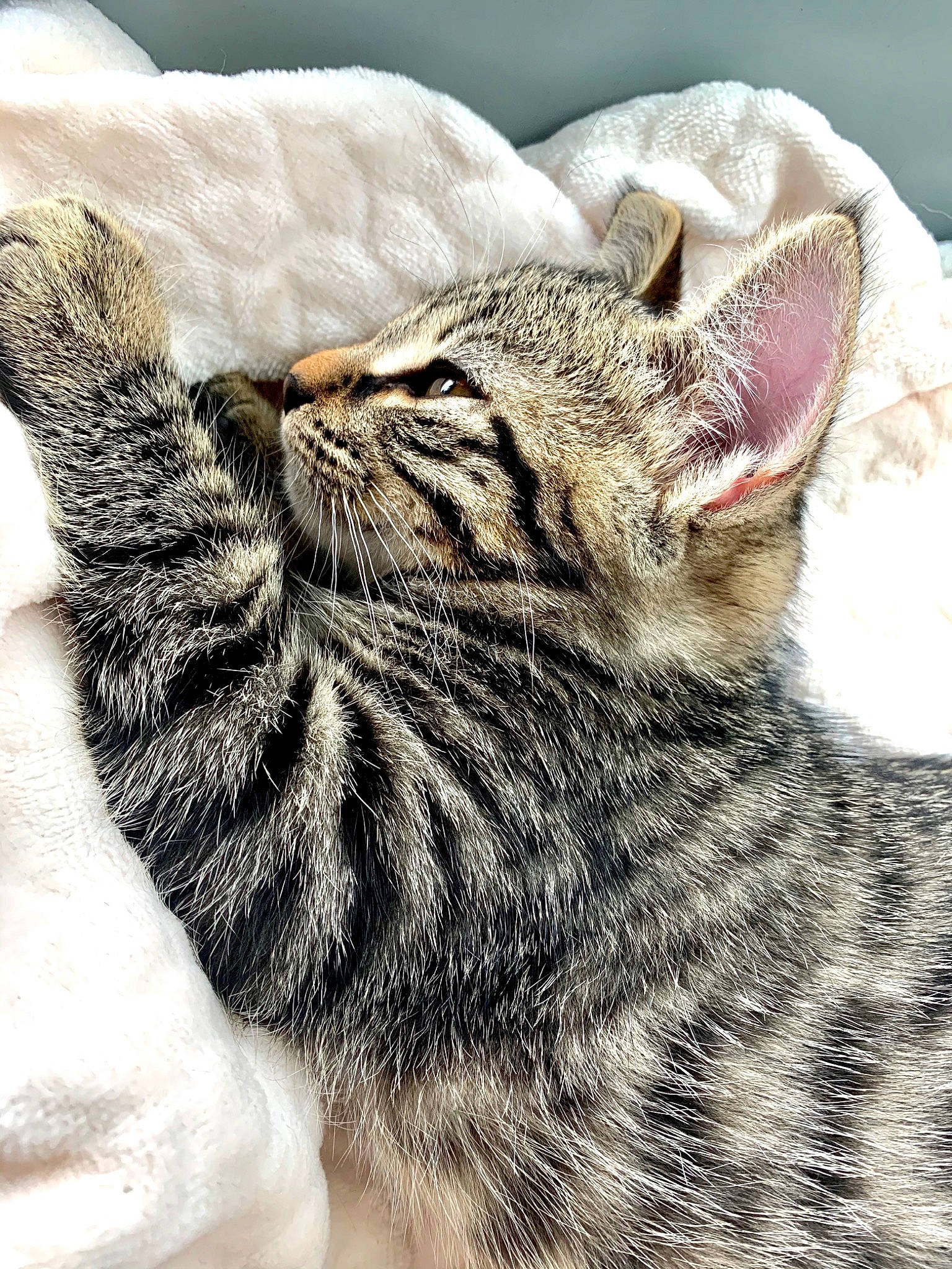 Simba participe au concours pour gagner de l'argent avec cette photo : american_shorthair, asian, carnivore, cat, domestic_short_haired_cat, dragon_li, ear, egyptian_mau, european_shorthair, eye, felidae, fur, kitten, nap, ocicat, sleep, small_to_medium_sized_cats, snout, tabby_cat, whiskers