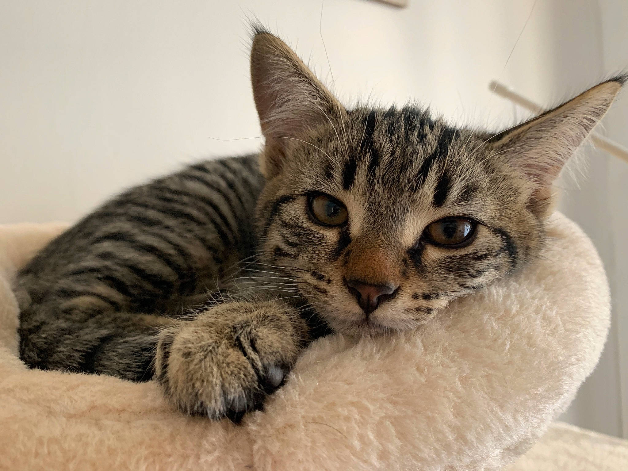 Simba participe au concours pour gagner de l'argent avec cette photo : american_shorthair, american_wirehair, asian, australian_mist, california_spangled, carnivore, cat, domestic_short_haired_cat, dragon_li, egyptian_mau, european_shorthair, felidae, kitten, mammal, ocicat, pixie_bob, small_to_medium_sized_cats, tabby_cat, vertebrate, whiskers