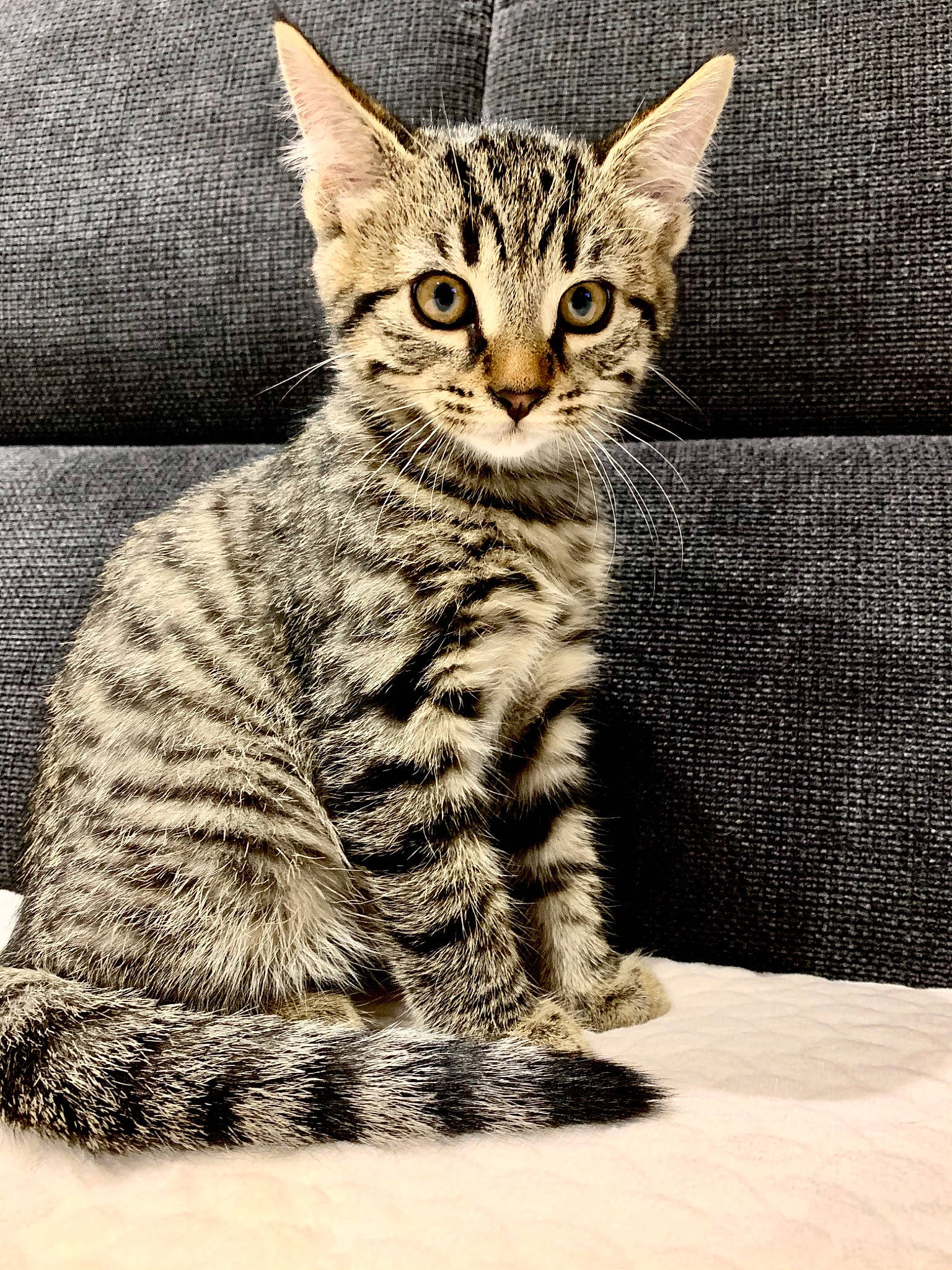 Simba participe au concours pour gagner de l'argent avec cette photo : american_shorthair, asian, california_spangled, carnivore, cat, domestic_short_haired_cat, dragon_li, egyptian_mau, european_shorthair, felidae, kitten, mammal, ocicat, pixie_bob, small_to_medium_sized_cats, snout, tabby_cat, vertebrate, whiskers, wild_cat