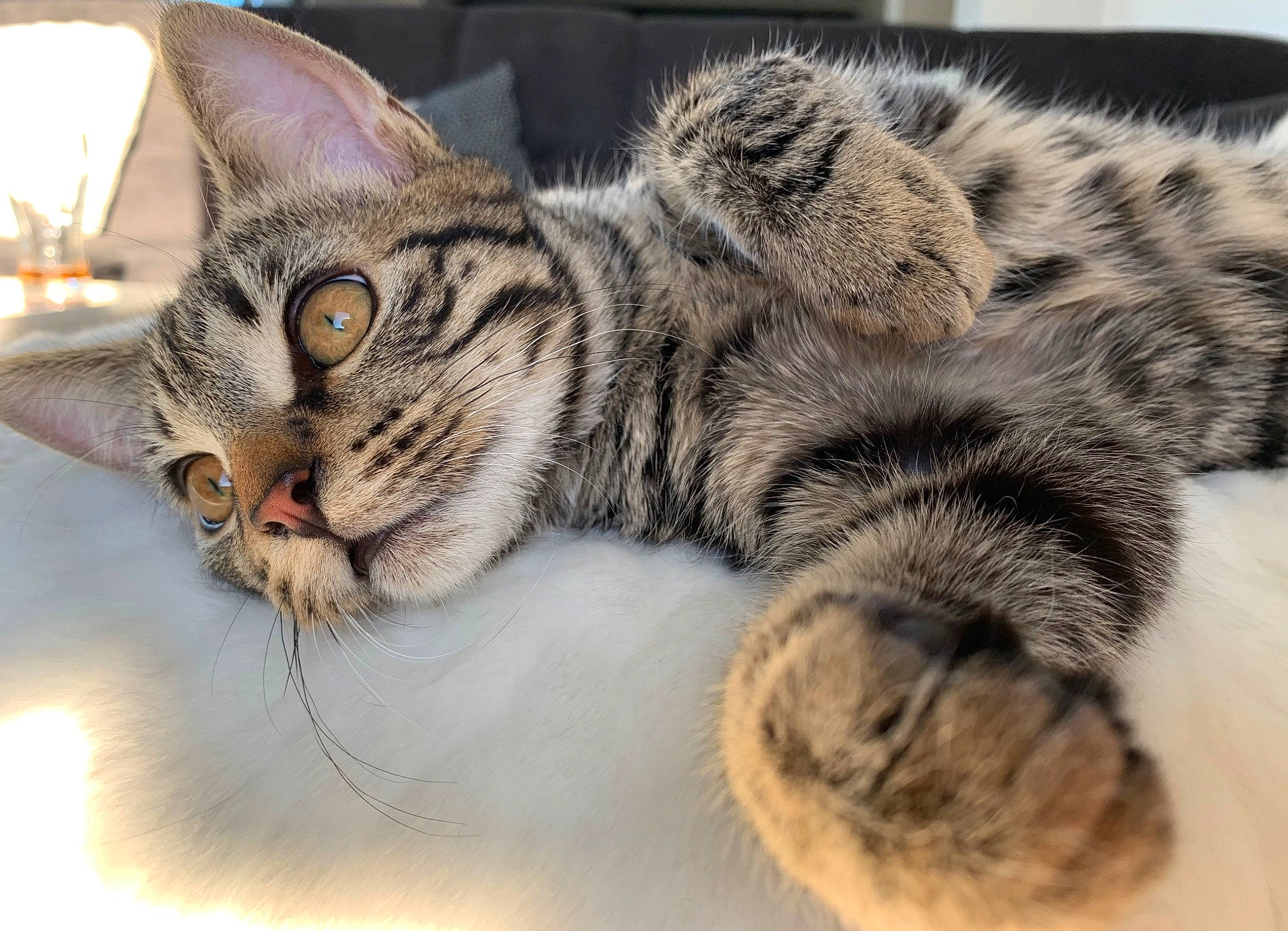 Simba a rejoint le concours — aidez-le/la à gagner de superbes lots ! american_shorthair, asian, california_spangled, carnivore, cat, domestic_short_haired_cat, dragon_li, egyptian_mau, european_shorthair, felidae, fur, kitten, mammal, ocicat, paw, pixie_bob, small_to_medium_sized_cats, snout, tabby_cat, whiskers