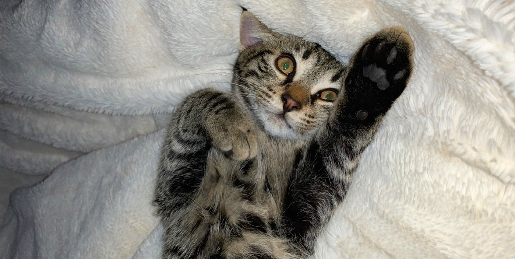 Simba participe au concours pour gagner de l'argent avec cette photo : american_shorthair, american_wirehair, asian, australian_mist, california_spangled, carnivore, cat, domestic_short_haired_cat, dragon_li, egyptian_mau, european_shorthair, felidae, fur, kitten, mammal, pixie_bob, small_to_medium_sized_cats, tabby_cat, vertebrate, whiskers