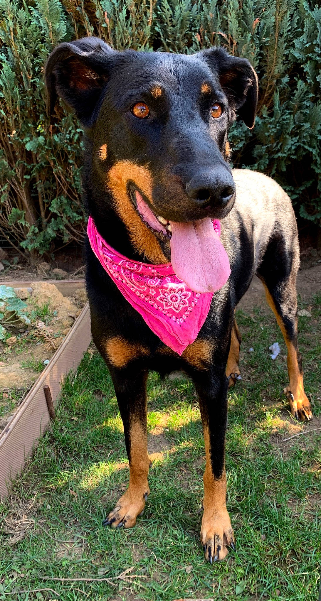 Jayzie participe au concours pour gagner de l'argent avec cette photo : beauceron, black_and_tan_terrier, canidae, carnivore, dobermann, dog, dog_breed, fawn, german_pinscher, guard_dog, huntaway, hunting_dog, mammal, manchester_terrier, pinscher, plant, rare_breed_dog, toy_manchester_terrier, vertebrate, working_dog