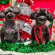 Raven And Sasha joined the competition — help win amazing prizes! dog, poodle, pet, holiday, christmas, red_bow, ribbon, tinsel, decorations, gift_bag, festive, cute, animal, indoor, portrait, green_garland, fur, christmas_tree, celebration, holiday_season