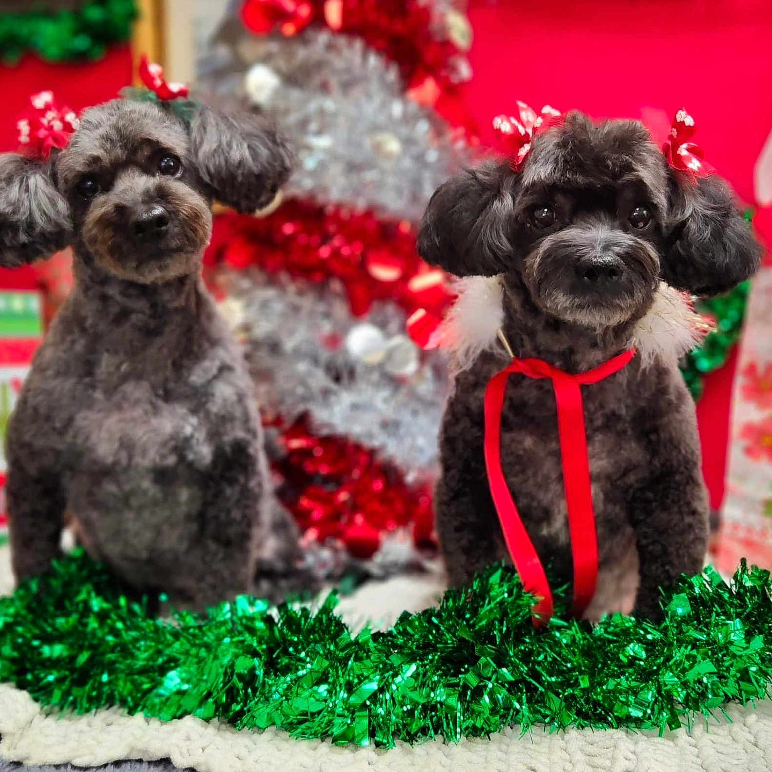 Raven And Sasha joined the competition — help win amazing prizes! animal, celebration, christmas, christmas_tree, cute, decorations, dog, festive, fur, gift_bag, green_garland, holiday, holiday_season, indoor, pet, poodle, portrait, red_bow, ribbon, tinsel