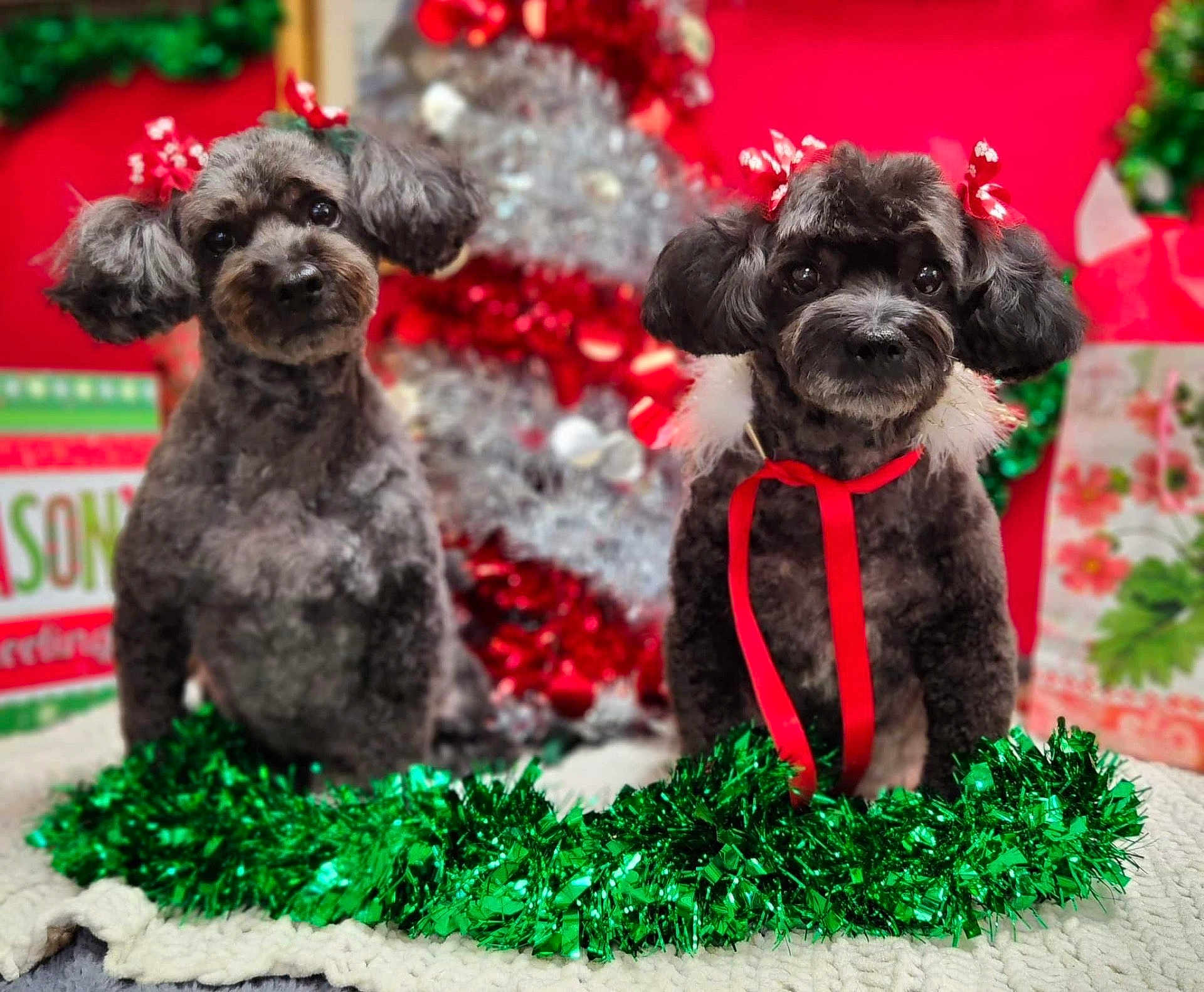 Raven And Sasha joined the competition — help win amazing prizes! dog, poodle, pet, holiday, christmas, red_bow, ribbon, tinsel, decorations, gift_bag, festive, cute, animal, indoor, portrait, green_garland, fur, christmas_tree, celebration, holiday_season