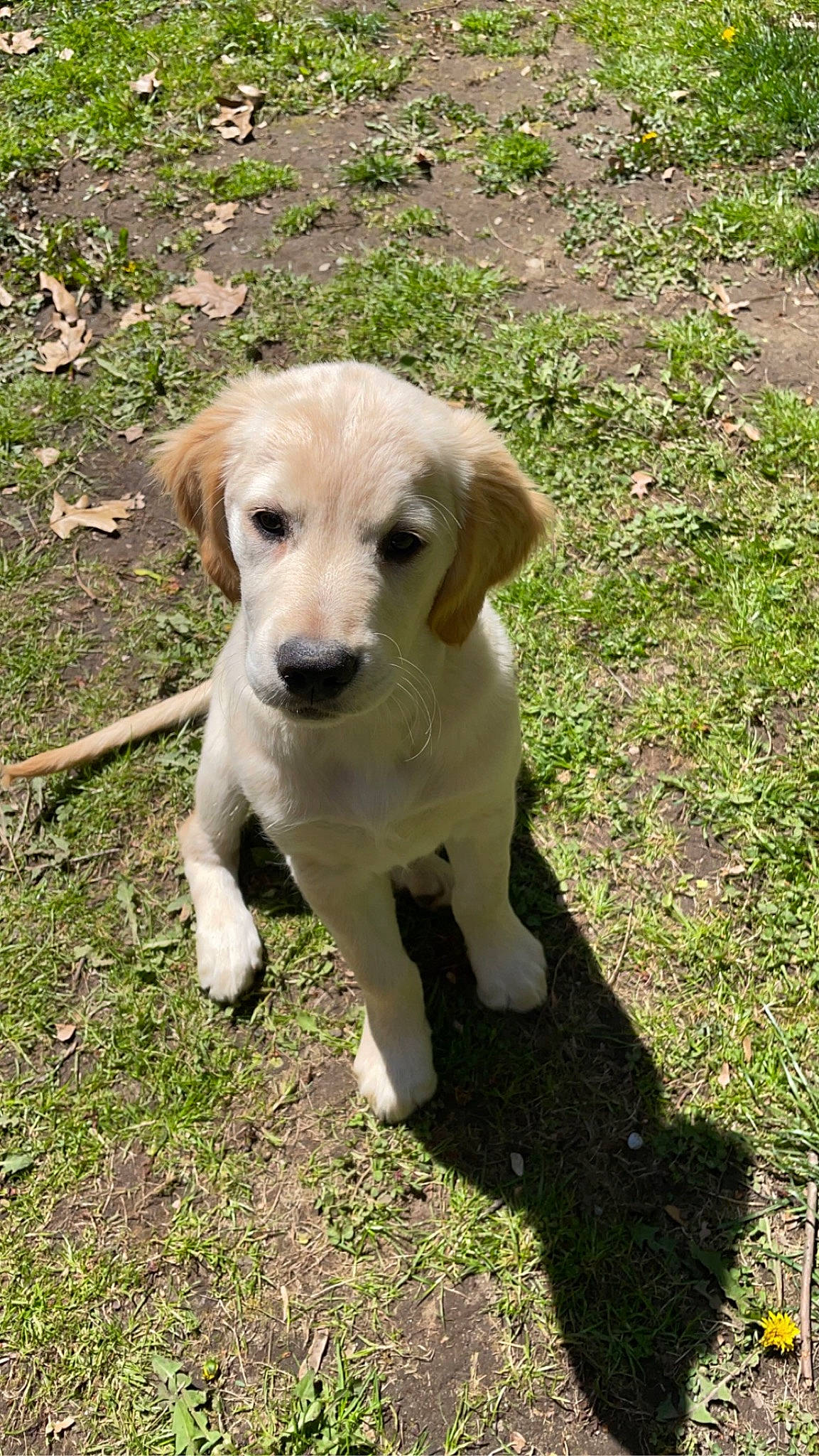 Milo is registered to the contest to win money with this photo: adventure, canidae, carnivore, companion_dog, dog, dog_breed, fawn, grass, groundcover, gun_dog, hunting_dog, labrador_retriever, plant, puppy, soil, sporting_group, tail, terrestrial_animal, whiskers, working_animal