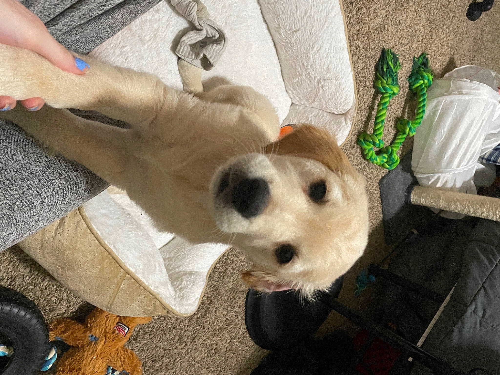 Milo joined the competition — help win amazing prizes! aircraft, canidae, carnivore, collar, companion_dog, dog, dog_breed, dog_clothes, dog_supply, fawn, flooring, fur, nail, pet_supply, snout, sporting_group, tail, toy, whiskers, working_animal