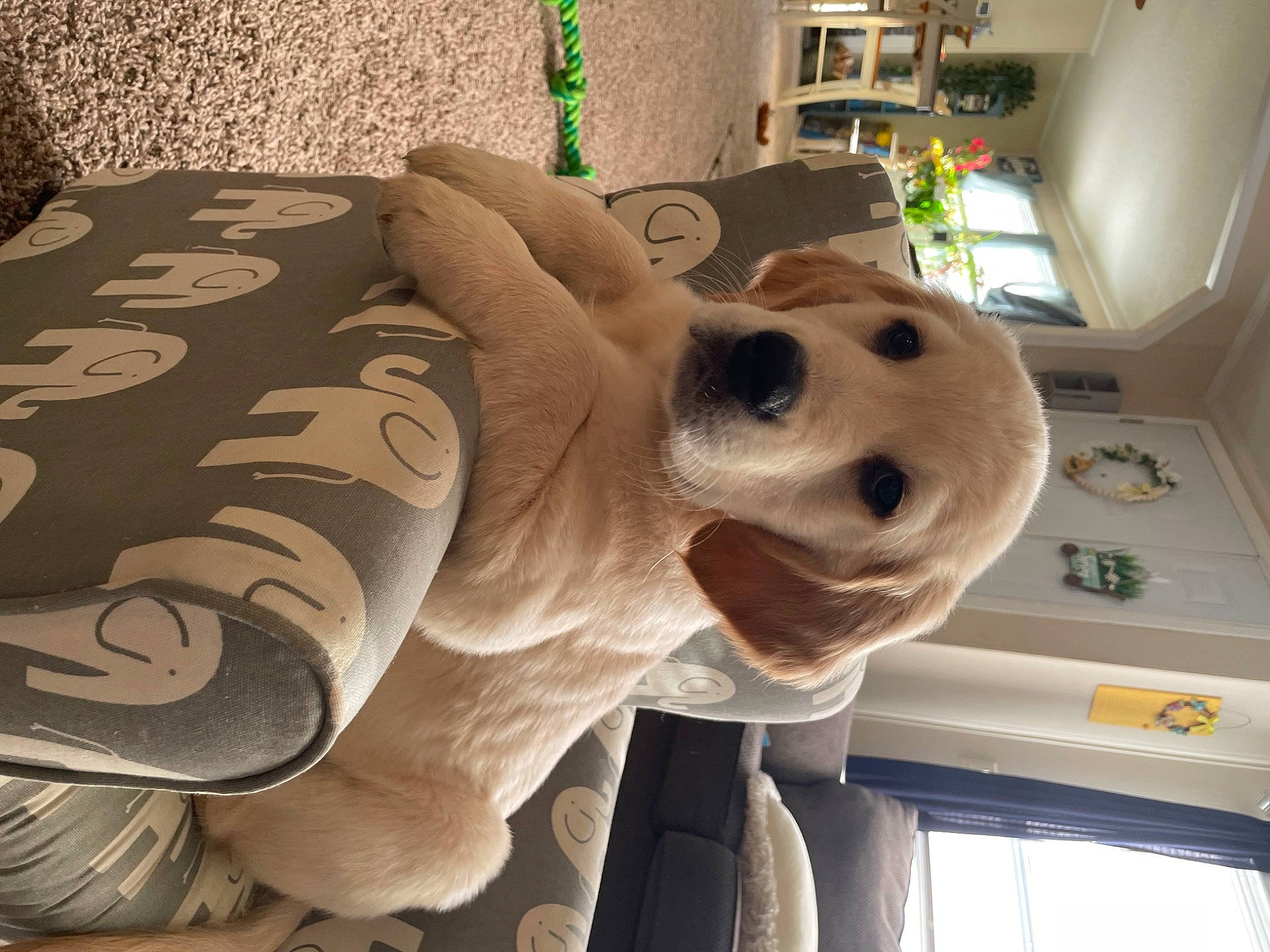 Milo joined the competition — help win amazing prizes! art, bone, canidae, carnivore, companion_dog, dog, dog_breed, door, fawn, fur, houseplant, plant, plush, snout, sporting_group, stuffed_toy, toy, window, wood, working_animal