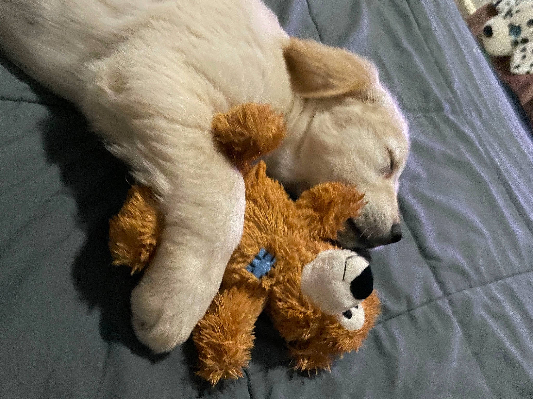 Milo joined the competition — help win amazing prizes! canidae, carnivore, cat, claw, comfort, companion_dog, dog_breed, duvet, fawn, felidae, fur, linens, nap, paw, small_to_medium_sized_cats, snout, sporting_group, tail, toy, whiskers