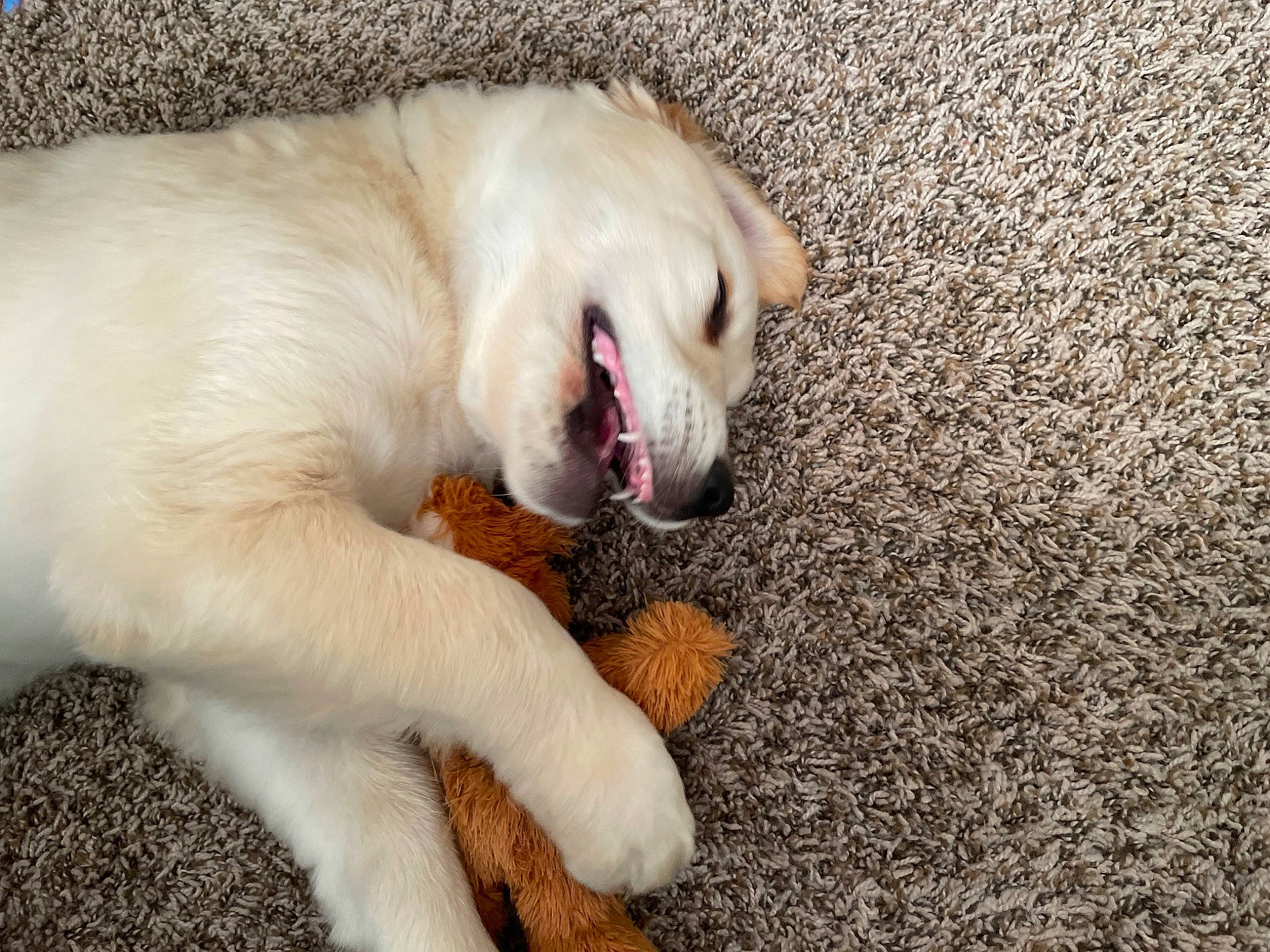 Milo joined the competition — help win amazing prizes! carnivore, claw, companion_dog, dog, dog_breed, fang, felidae, flooring, foot, fur, paw, retriever, small_to_medium_sized_cats, snout, sporting_group, tail, terrestrial_animal, whiskers, working_animal, yawn