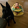 baby, baby_walker, smiling, dog, black_dog, wooden_floor, indoor, pet, child, happy, playful, furniture, flooring, toy, seated, young_child, domestic_animal, person, cute, home
