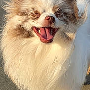 Ruby a rejoint le concours — aidez-le/la à gagner de superbes lots ! dog, fluffy, happy, panting, beach, sand, outdoor, sunlight, fur, small_dog, long_hair, pet, canine, smiling, closeup, nature, animal, cute, tongue, ears