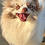dog, fluffy, happy, panting, beach, sand, outdoor, sunlight, fur, small_dog, long_hair, pet, canine, smiling, closeup, nature, animal, cute, tongue, ears