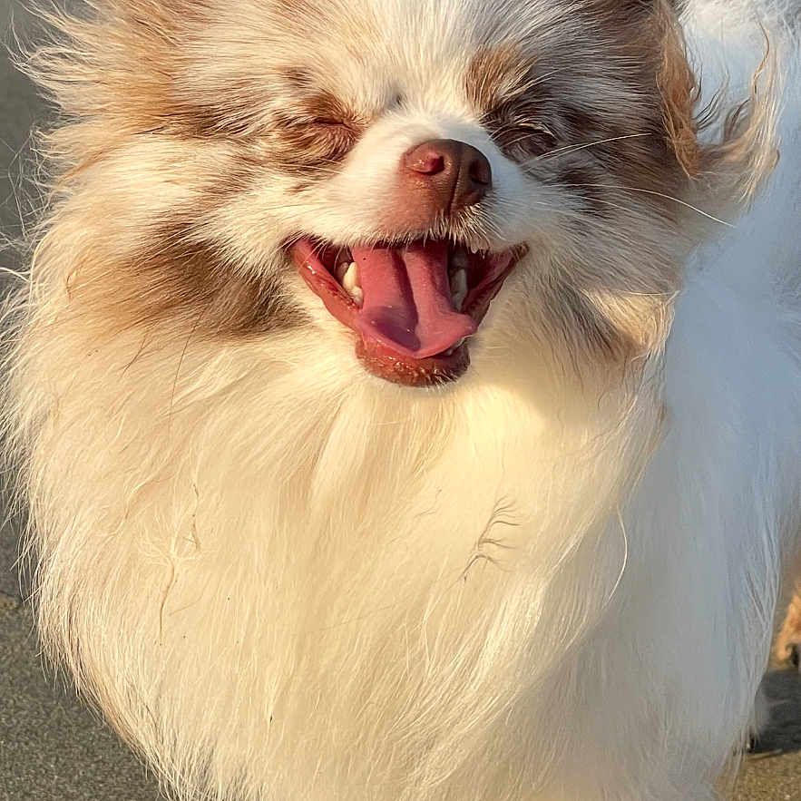 Ruby a rejoint le concours — aidez-le/la à gagner de superbes lots ! animal, beach, canine, closeup, cute, dog, ears, fluffy, fur, happy, long_hair, nature, outdoor, panting, pet, sand, small_dog, smiling, sunlight, tongue