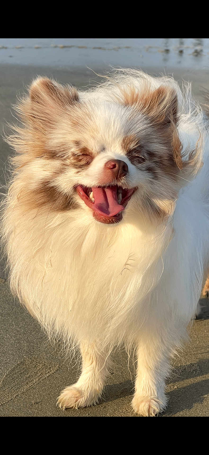 Ruby a rejoint le concours — aidez-le/la à gagner de superbes lots ! dog, fluffy, happy, panting, beach, sand, outdoor, sunlight, fur, small_dog, long_hair, pet, canine, smiling, closeup, nature, animal, cute, tongue, ears