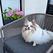 Ruby participe au concours pour gagner de l'argent avec cette photo : chair, cute, dog, flower_pot, fluffy, furniture, gray_cushion, home, hydrangea, outdoor, pet, pink_flower, plant, pomeranian, portrait, relaxing, sitting, small_dog, smiling, white_wall