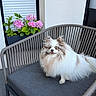 chair, cute, dog, flower_pot, fluffy, furniture, gray_cushion, home, hydrangea, outdoor, pet, pink_flower, plant, pomeranian, portrait, relaxing, sitting, small_dog, smiling, white_wall