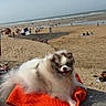 Ruby participe au concours pour gagner de l'argent avec cette photo : beach, coast, dog, fluffy, fun, happy, holiday, ocean, outdoor, people, pet, relaxing, sand, sky, summer, sunny, towel, vacation, water, waves