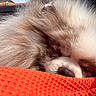 Ruby a rejoint le concours — aidez-le/la à gagner de superbes lots ! animal, close_up, cozy, cute, dog, eyelids, fluffy, fur, indoors, nose, orange_blanket, peaceful, pet, relaxed, resting, sleeping, snout, soft, texture, warm
