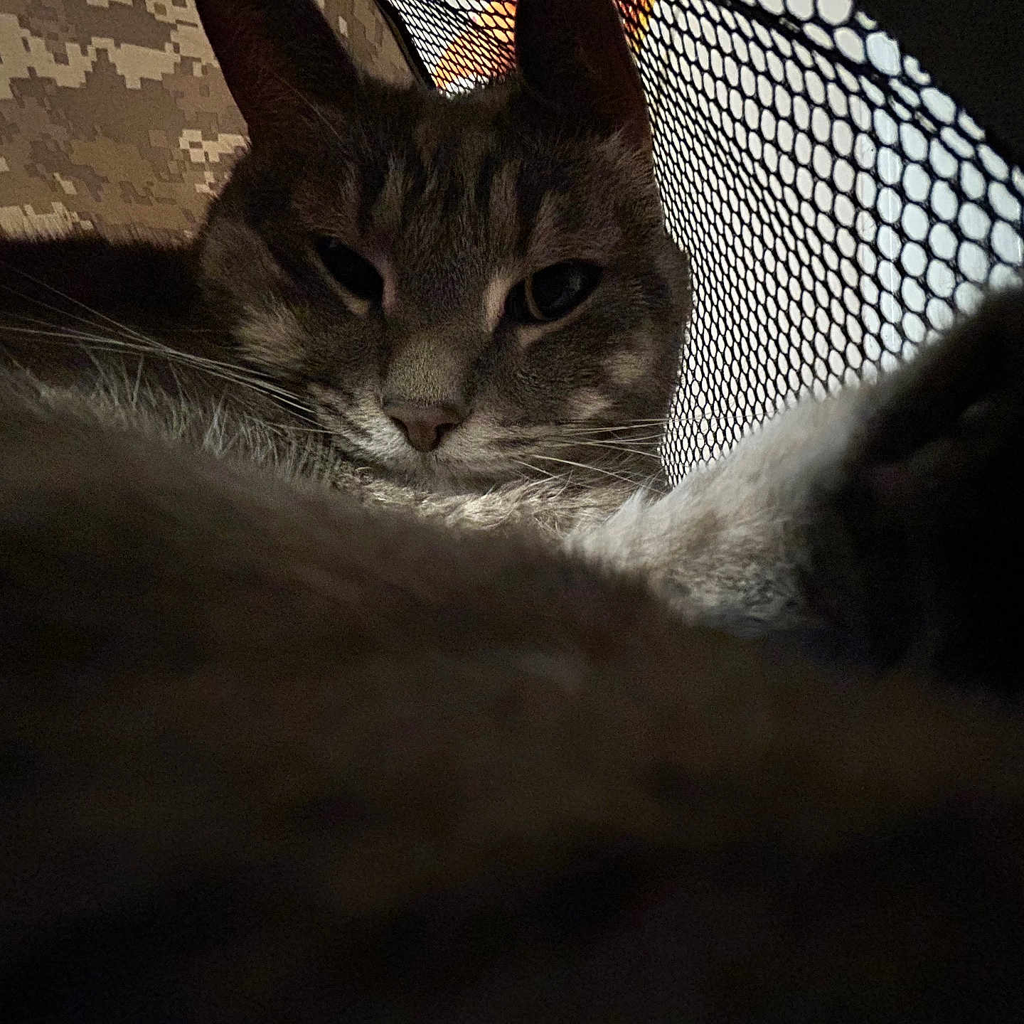 Marshmallow is registered to the contest to win money with this photo: animal, background, cat, close_up, cozy, dark, feline, fur, gray, indoor, mesh, muzzle, pet, portrait, quiet, relaxed, resting, soft, tabby, whiskers