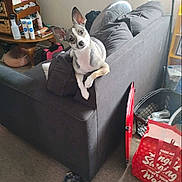 Daisy May is registered to the contest to win money with this photo: dog, small_dog, pointy_ears, pet, animal, sitting, couch, indoors, living_room, gray_fur, white_fur, black_fur, alert, looking_at_camera, portrait, furniture, shelf, shopping_bag, carpet, tiktok