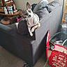 dog, small_dog, pointy_ears, pet, animal, sitting, couch, indoors, living_room, gray_fur, white_fur, black_fur, alert, looking_at_camera, portrait, furniture, shelf, shopping_bag, carpet, tiktok