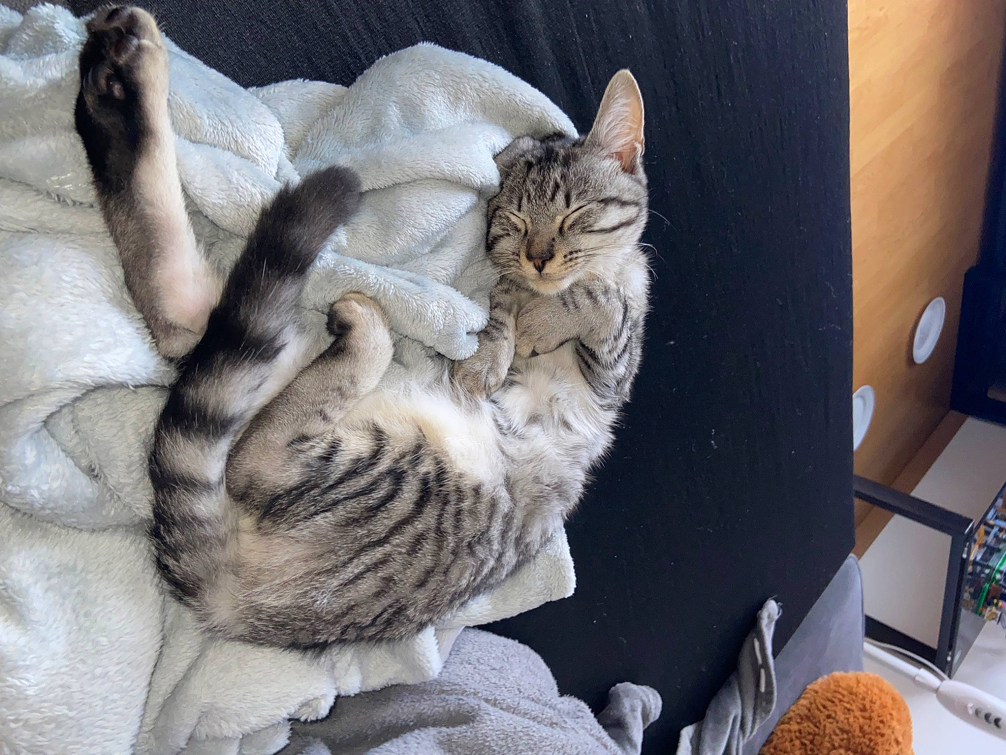 Moshy participe au concours pour gagner de l'argent avec cette photo : carnivore, cat, cat_bed, claw, comfort, domestic_short_haired_cat, felidae, fur, grey, paw, small_to_medium_sized_cats, sun_hat, tail, whiskers