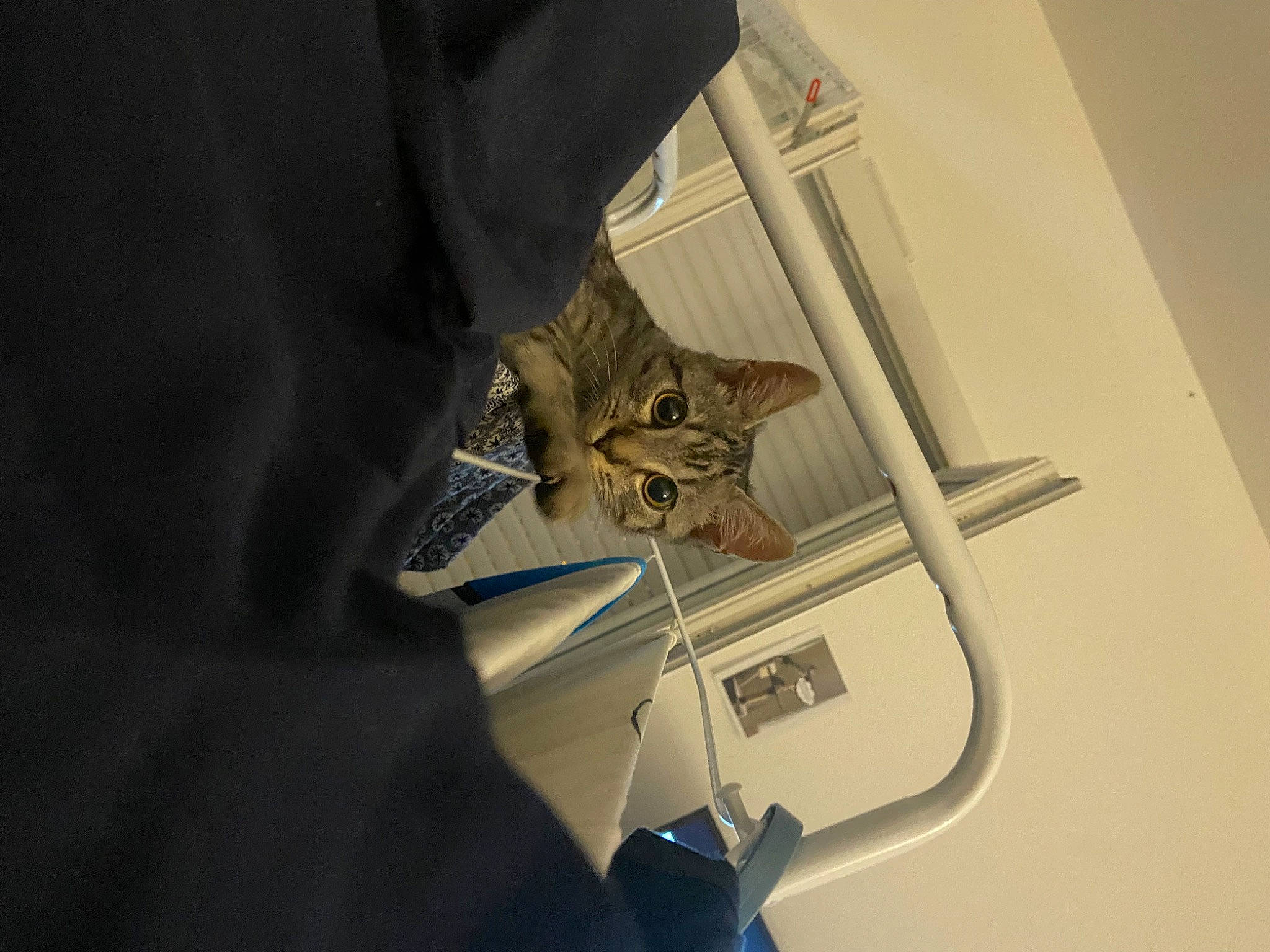 Moshy participe au concours pour gagner de l'argent avec cette photo : carnivore, cat, comfort, domestic_short_haired_cat, door, eyewear, felidae, fur, room, small_to_medium_sized_cats, tail, whiskers, wood