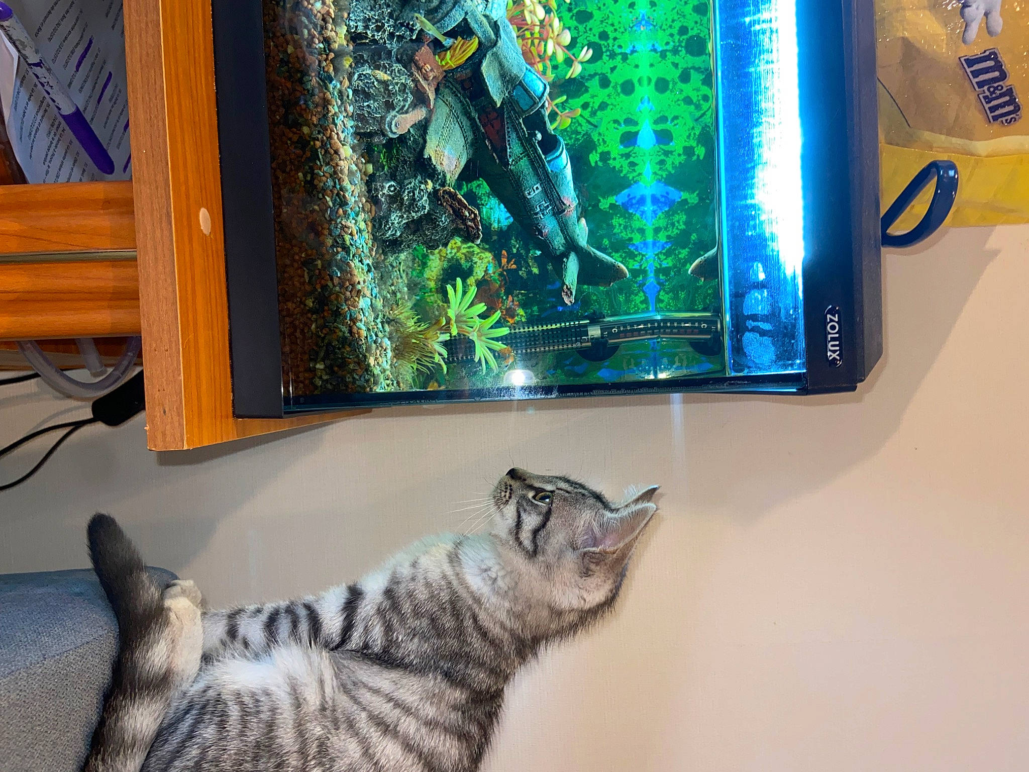 Moshy a rejoint le concours — aidez-le/la à gagner de superbes lots ! carnivore, cat, comfort, couch, display_device, domestic_short_haired_cat, electric_blue, felidae, fur, gadget, paw, room, small_to_medium_sized_cats, snout, tail, television_set, vertebrate, visual_arts, whiskers, wood