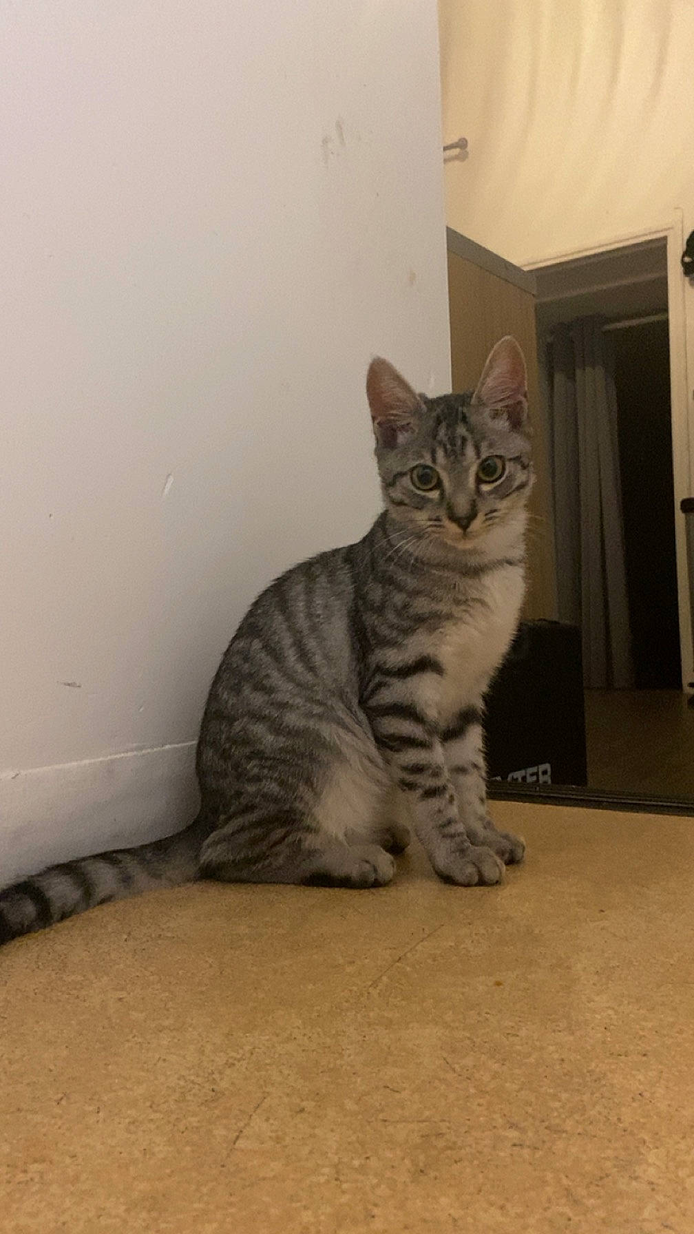 Moshy participe au concours pour gagner de l'argent avec cette photo : carnivore, cat, domestic_short_haired_cat, door, felidae, flooring, fur, grey, hardwood, paw, sitting, small_to_medium_sized_cats, snout, tail, terrestrial_animal, whiskers, wood