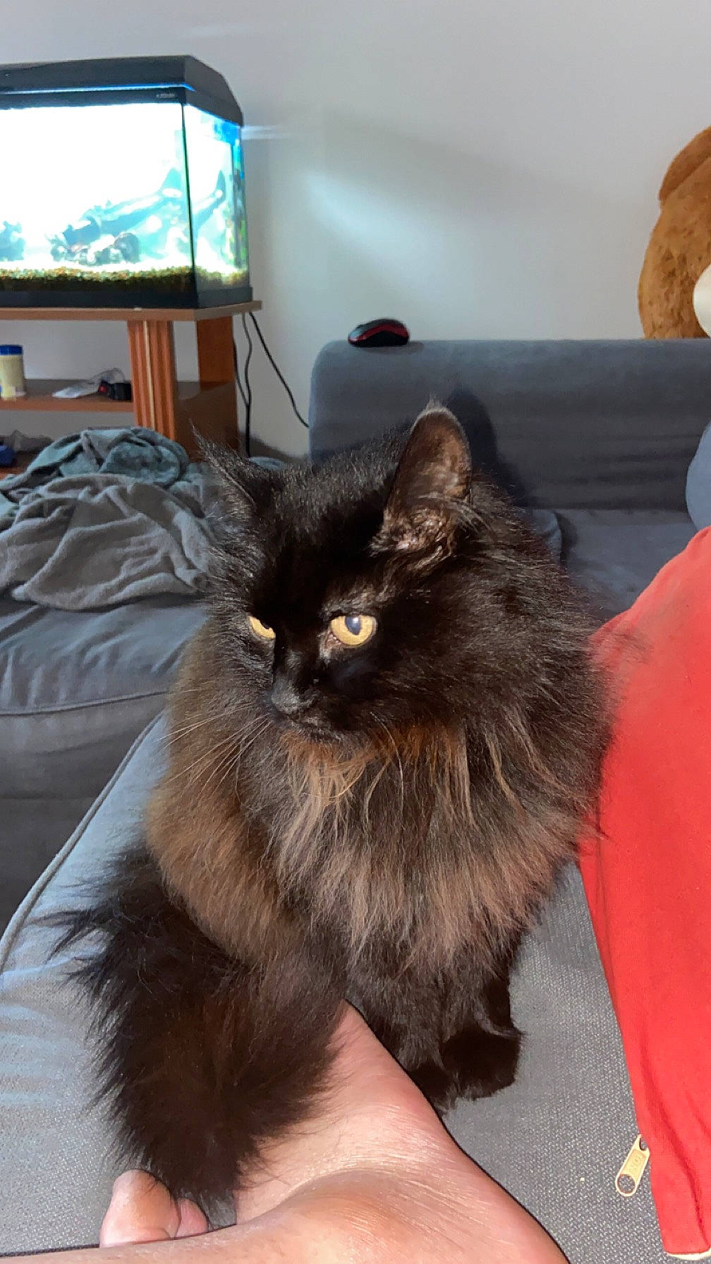 Tokyo participe au concours pour gagner de l'argent avec cette photo : analog_television, black_cat, british_longhair, cable_television, carnivore, cat, claw, comfort, fawn, felidae, fur, grey, paw, small_to_medium_sized_cats, snout, tail, television, television_set, terrestrial_animal, whiskers